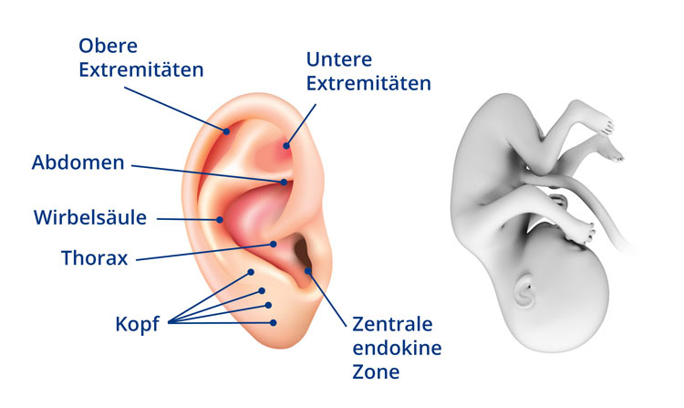 Ohrakupunktur in Hamburg